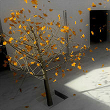 Fall leaves floating from trees in a courtyard